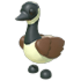 Canadian Goose