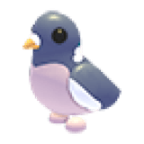 Wood Pigeon